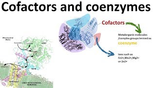 Cofactors and Coenzymes Enzymology 101 [upl. by Gardner]