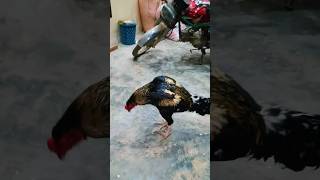 Aseel Rooster Aseel Murga lover shortsfeed birds aseelmurgalover aseelmurgah chicken rooster [upl. by Joshia289]