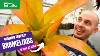 Growing tropical Bromeliads in cold weather  Tips amp plant tour [upl. by Ardnahsal]