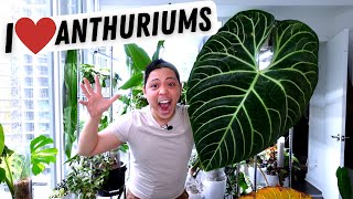 My Anthurium Collection 💚 Regale Metallicum Warocqueanum Veitchii Magnificum Crystallinum [upl. by Platus]