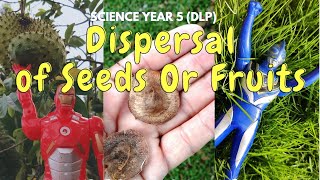 DISPERSAL of Seeds OR Fruits  Science Year 5 DLP [upl. by Anaya]