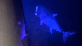 Blue Fin Tuna Jigging 2024 winter NZ Full Trip [upl. by Ytsirk338]