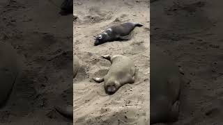 seals TRY to burry themselves in sand seal sealy sealpup cuteseal funnyseal adorableseal [upl. by Benny737]