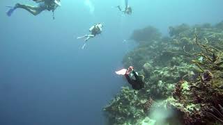 10 Breathtaking Corals in the Lava Rocks Santa Rosa Wall Cozumel [upl. by Sassan]