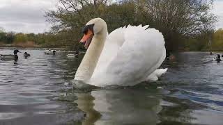 Tuesday 25th April 2023 Walking Oscar with Hornchurch Country Park [upl. by Atiuqes553]