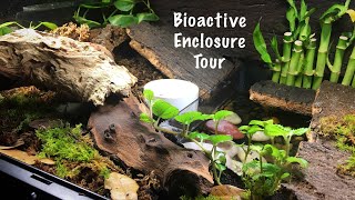 Bioactive Enclosure Tour  Red Eyed Crocodile Skink [upl. by Yvette]