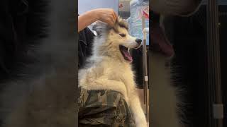 Episode 36  funny huskies 🤣🤣dog dogs funnydogs funnypetsmoments funnyvideo foryou [upl. by Zetta]