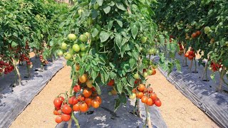 टमाटर की खेती  tamatar ki kheti  A to Z जानकारी  Step By Step Guide Tomato Farming [upl. by Haven]