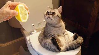 Funniest Animals 🤩 New Funny Cats and Dogs Videos 😺🐶 Part 13 [upl. by Niwrek]