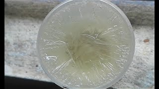 Fast Growing Crystals in melted urea fertilizer  instant liquid to solid [upl. by Suiramaj]