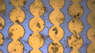 iPSC cardiomyocytes beating in a E Plate [upl. by Corell547]