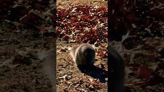 squirrelfriends squirrel chipmunk animals wildlife petsquirrel cute squirrely boston [upl. by Nicki]