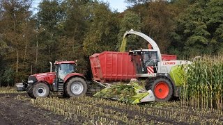 Claas Jaguar 960  Loonw Bart Sprangers  mais hakselen [upl. by Naginnarb]