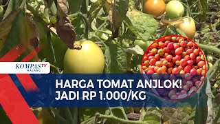 Harga Tomat Anjlok Petani Rugi [upl. by Bartie]