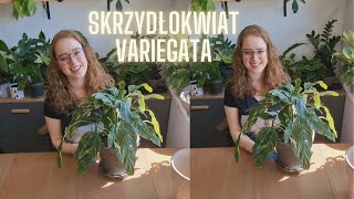 💎Skrzydłokwiat Diamond Variegata Przesadzam i gadam [upl. by Jessamine]