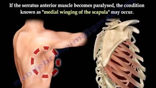 Serratus Anterior Muscle Anatomy winged scapula  Everything You Need To Know  Dr Nabil Ebraheim [upl. by Donald]