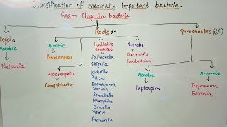 Classification of medically important bacteria based on gram stain [upl. by Annayoj840]