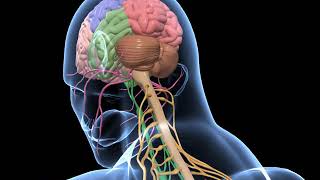 Biology  3D animation  Human Nervous System Overview  Senior  English [upl. by Sandstrom805]