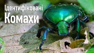 Ідентифіковані комахи Вінниччини  Identified insects of Vinnytsia [upl. by Portia560]