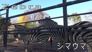 Zebra シマウマ おしりをあごですりすり【羽村市動物公園】 [upl. by Iraam332]