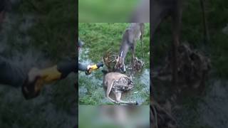 Rescue of swamp 🦌 deer 😍 l animal rescue shorts animals animalrescue [upl. by Reilly]