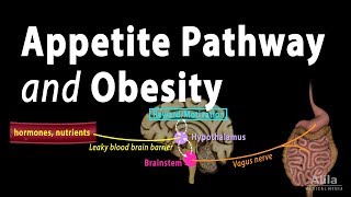 The Brains HungerSatiety Pathways and Obesity Animation [upl. by Grof126]