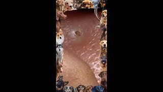 Blackhead Removal  14 Blackhead extraction  blackheads [upl. by Odraode]