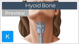 Hyoid bone structure movement and function preview  Human Anatomy  Kenhub [upl. by Petrina]