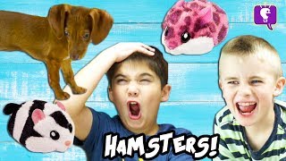 Dog CHASES HAMSTERS in a House Cute Toy Review and Play with HobbyKidsTV [upl. by Thorr]