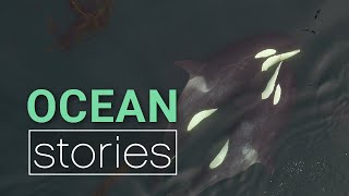 A New View on Killer Whales  Ocean Stories [upl. by Eimot]