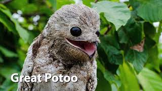 Ghost Bird Sounds great potoo [upl. by Atipul788]