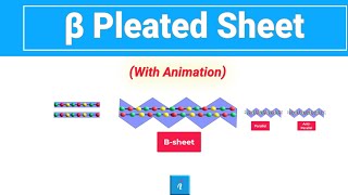 Beta Sheet Animation [upl. by Auqkinahs]