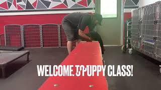 Puppy Training At Sit Means Sit  Learning For Life [upl. by Harad]