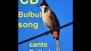 WhiteEared Bulbul Song [upl. by Aruol]