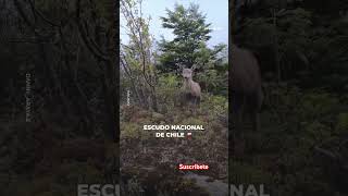 HUEMUL chile ciervo faunachilena patagonia argentina sur bosques animales protegido omg [upl. by Suisyola]