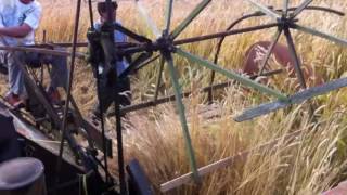 Peter Letch machine Cutting Thatching Straw [upl. by Elbert287]