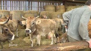 Agriculture  La vache maraichine NotreDamedeMonts [upl. by Bentley]