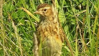 Skylark at Godrevy with Skylarks Above Singing Their Bird Beautiful Song  Alauda Arvensis [upl. by Mendel540]