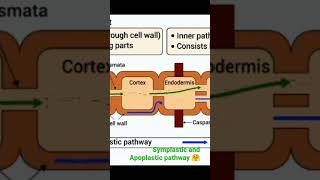 Symplastic and Apoplastic pathway 🤗l Part 2🏝️  viral botanysolution4054 [upl. by Danuloff]