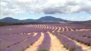 Bridestowe Lavender Farm Tasmania 2 [upl. by Adihsar]