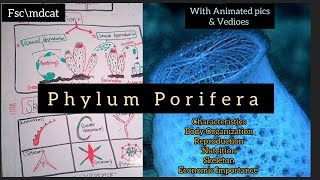 Animation lecture Of Phylum Porifera in Eng \hindi  Class 11 Mdcat animation [upl. by Treat]