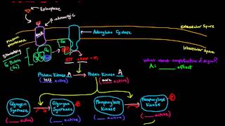 Epinephrine Signaling Cascade  GPCR GProtein Coupled Receptor [upl. by Euqenimod]