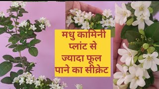 Madhu kamini plant care tipsHappyCorner23 [upl. by Ahsinrad]