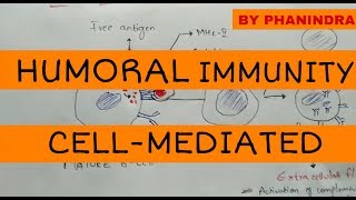 Humoral immunity and cellmediated immunity [upl. by Anilah]