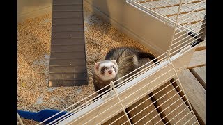 A special house for ferrets FURET TOWER by Ferplast [upl. by Maureen]