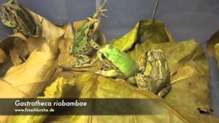 Gastrotheca riobambae  feeding time [upl. by Nylek]