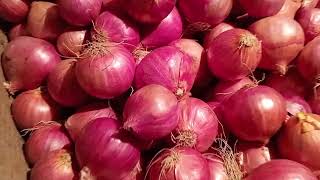 onion peyaj price Today ni Bangladesh Paikari market Dhaka Shyam Bazar peyajer Dam Koto [upl. by Aneerol665]