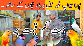 New update Java Breedar Pair  Golden Finch  Bohat Kam Rate lahorientertainmentchannel [upl. by Aicyla633]