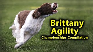 Brittany Agility at Championships 2017 AAC Alberta Regionals Compilation Hunters Heart [upl. by Karolina]