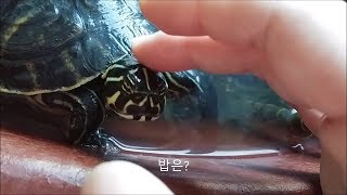 개북이 쓰담하는 영상 반수생 거북이 핸들링 Turtle handling [upl. by Imeon111]